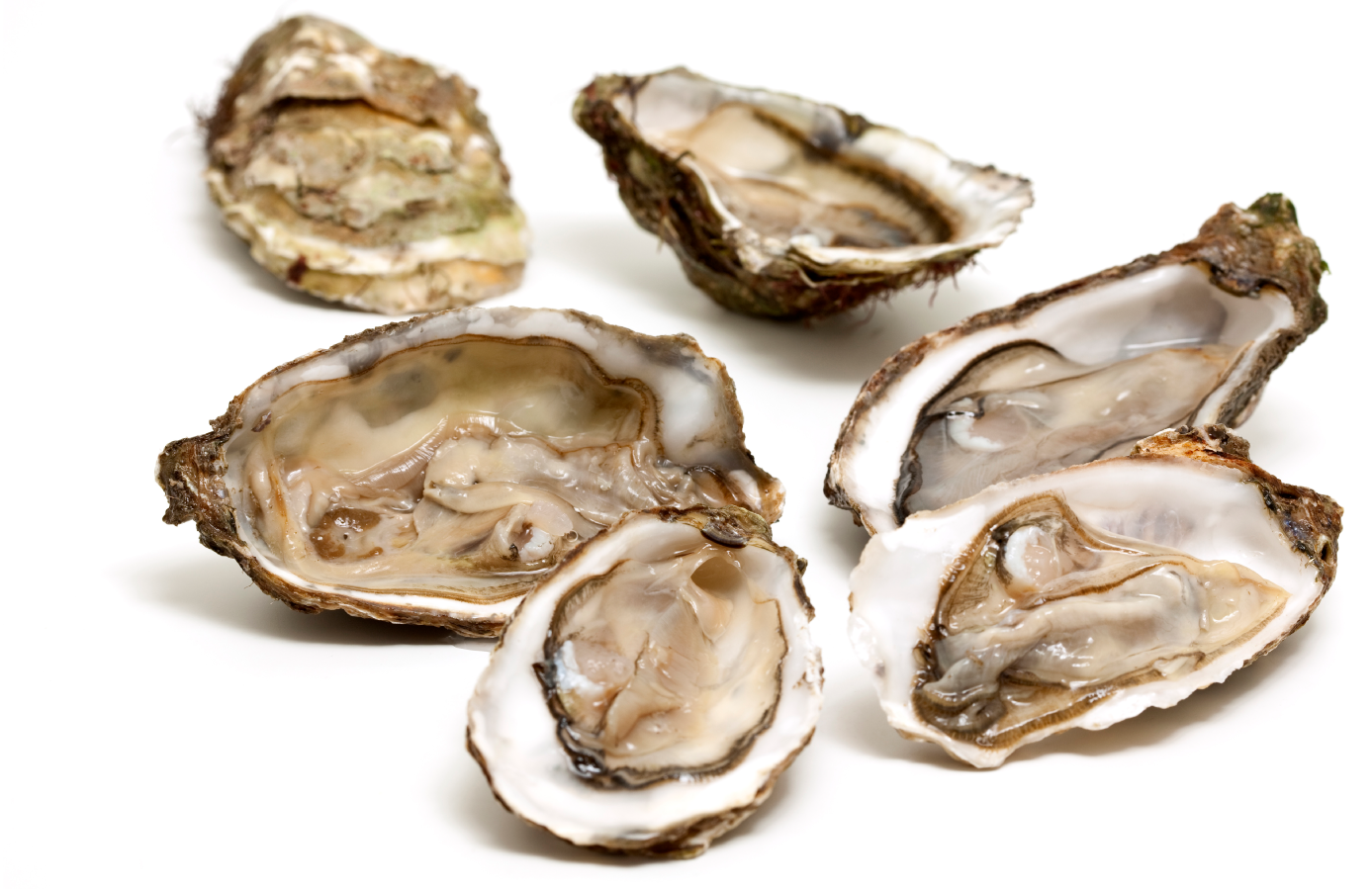 World’s Largest Oyster Restoration Project Completed on Piankatank River