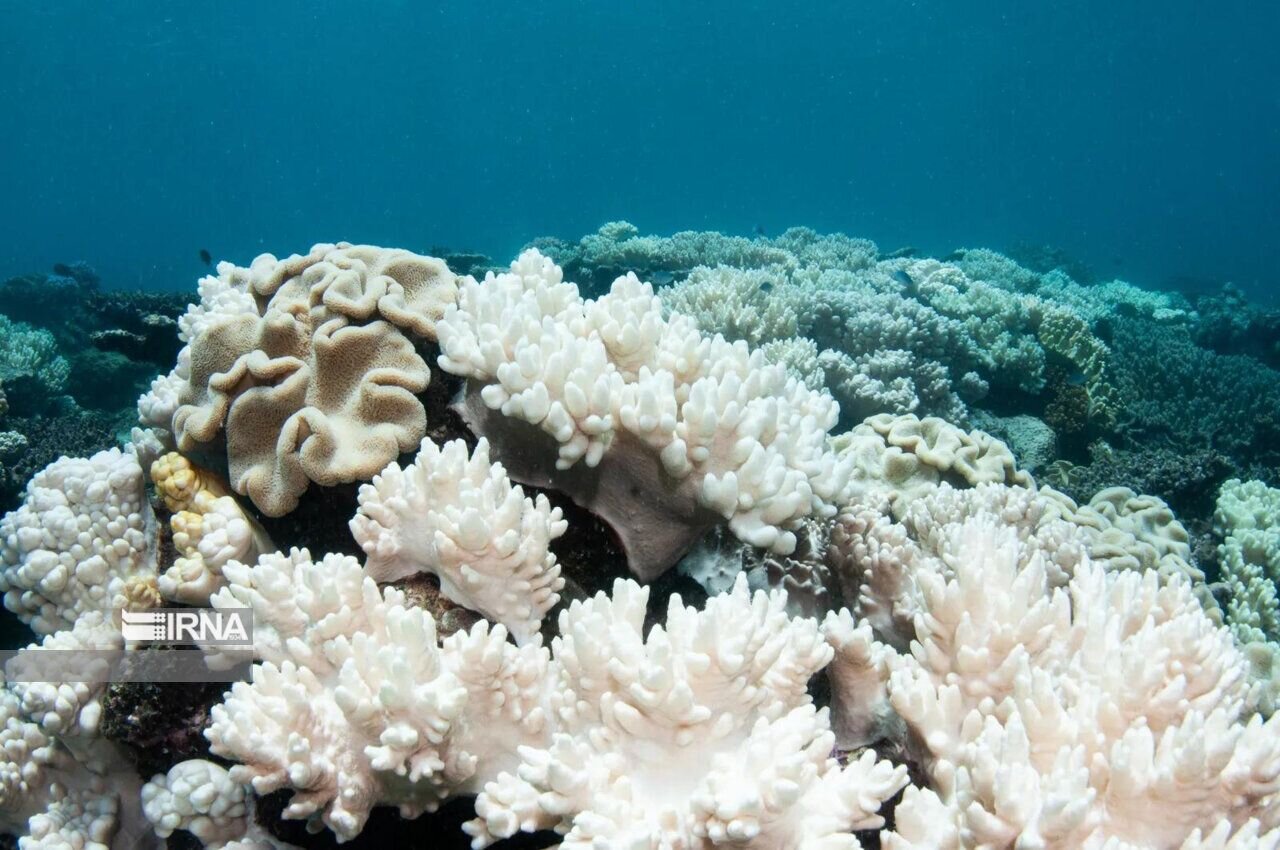 Coral Reef Health in the Persian Gulf: A Scientific Assessment