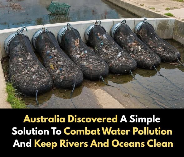 The Simple Mesh Fighting a Global Crisis: How Australia is Stopping Plastic at the Source