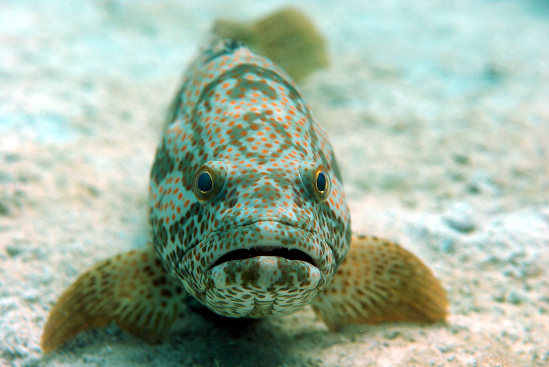 Marine Biodiversity in the Persian Gulf: An Endangered Treasure