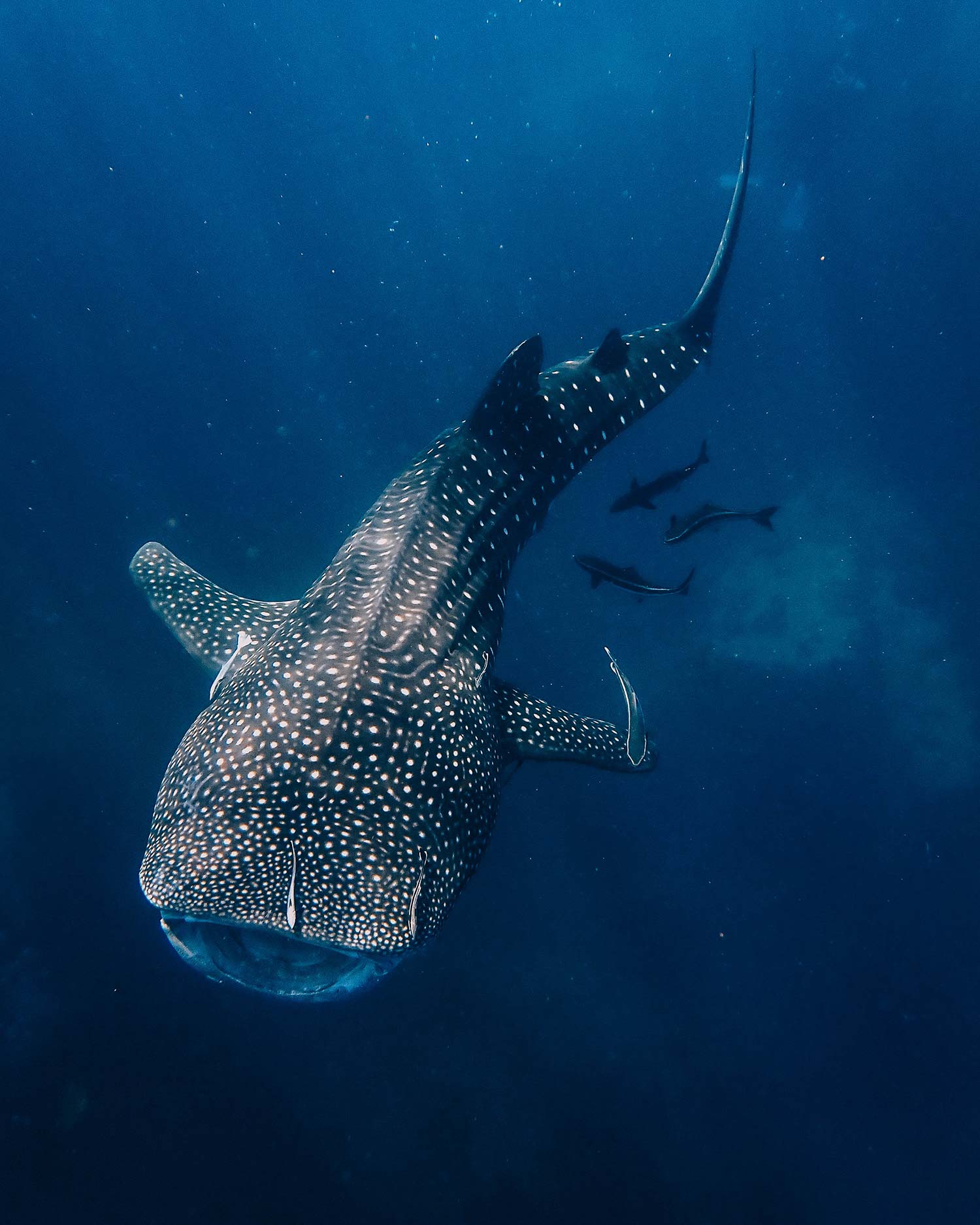 Top 12 Biggest Marine Creatures of the Persian Gulf