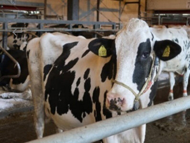 MOL eyes use of bio-LNG derived from cattle manure