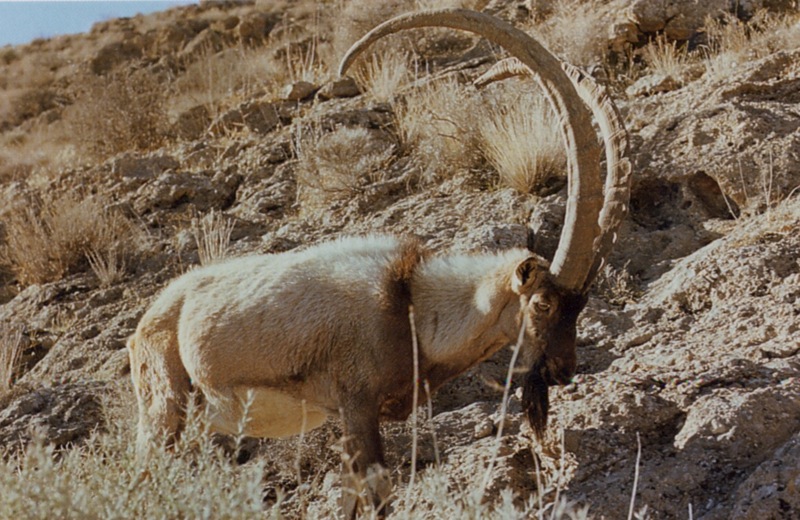 Top 12 Iconic Land Animals of the Persian Gulf Region