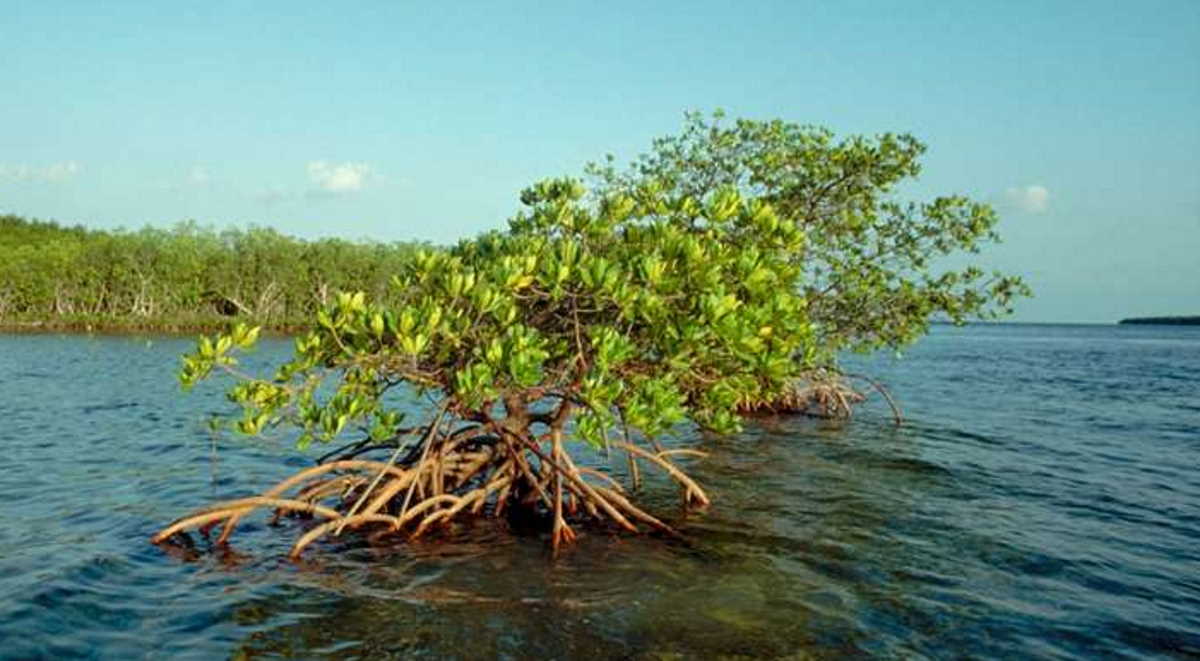 Rapid Mangrove Dieback in the Northern Persian Gulf: Causes, Consequences, and Maritime Implications