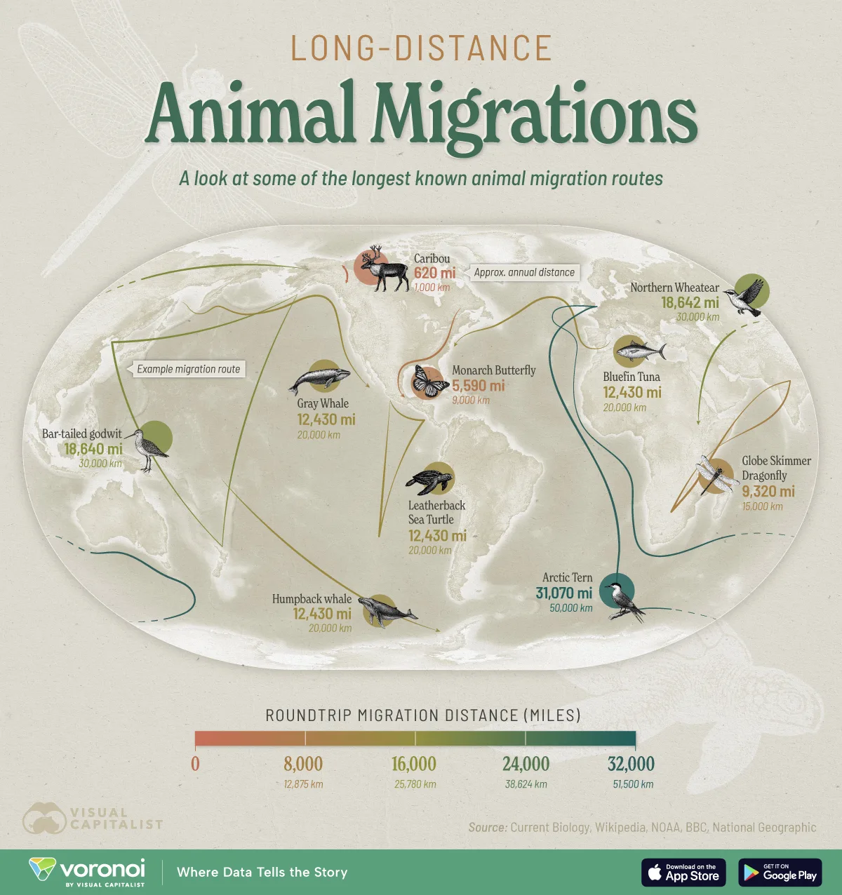 The Great Ocean Wanderers: Mapping the World’s Longest Marine Animal Migrations