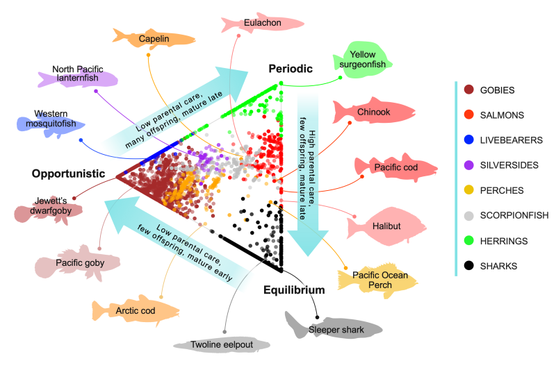 Scientists Can Now Predict Traits for All Fish Worldwide