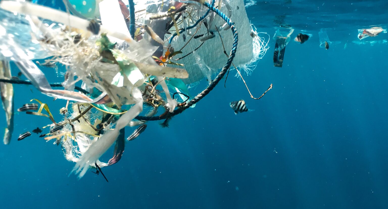 Marine life ‘thriving’ in Great Pacific Garbage Patch