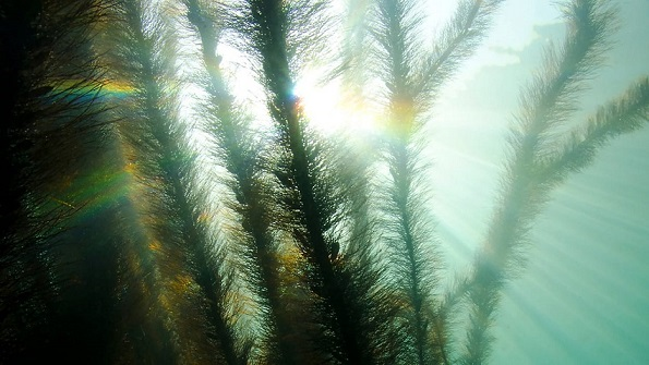 Carbon-Capturing Robotic Seaweed Farms are like Planting Forests in the Ocean