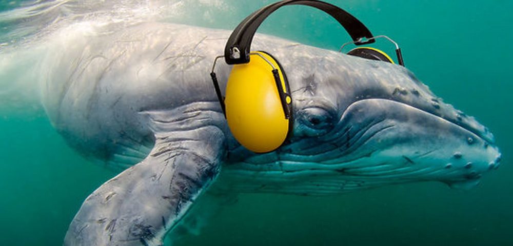 Underwater Noise is a Threat to Marine Life – IMO Addresses Ships Underwater Noise
