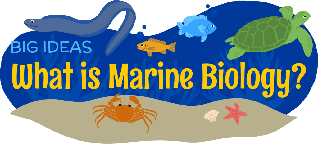 Marine Biology Maritime Education